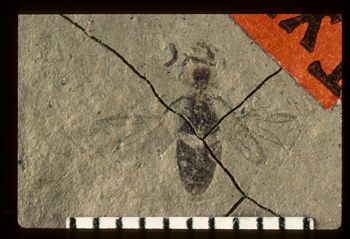 Media type: image;   Entomology PALE-2747 Aspect: full